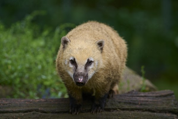 South American coati