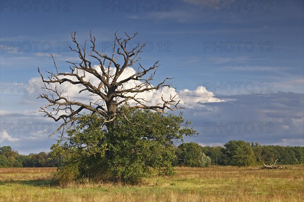 Dying oak on the Elbe meadows in autumn