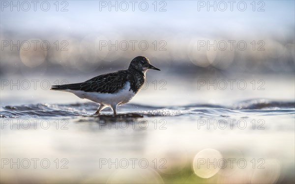 Ruddy Turnstone