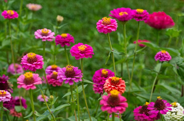 Zinnias