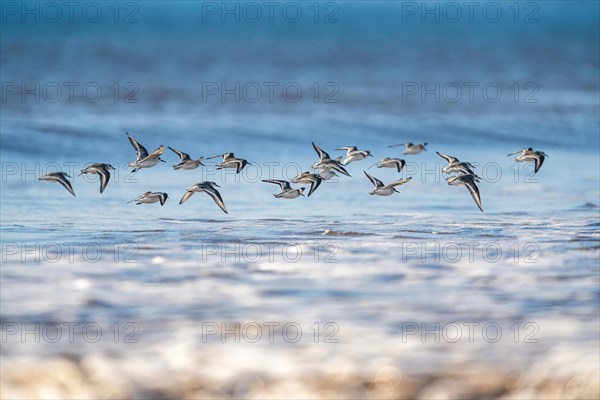 Sanderling