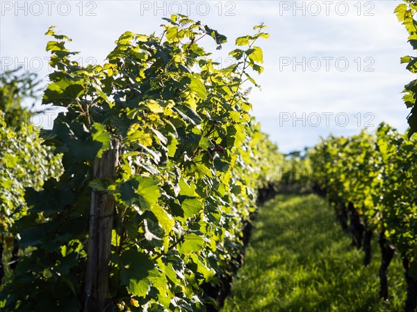 Vines in a vineyard