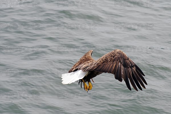 Bald eagle in flight