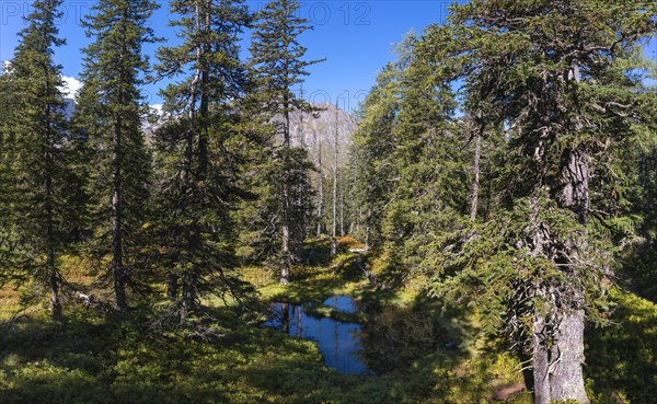 Moor pond on the nature adventure trail through the Rauris primeval forest