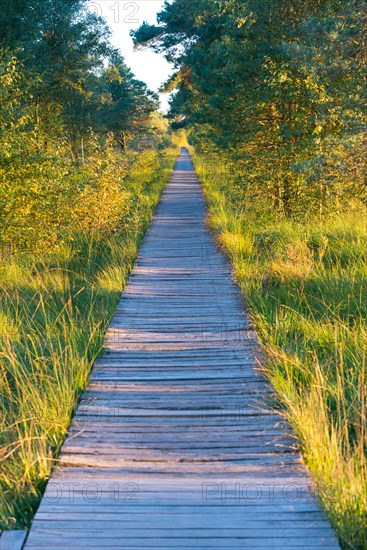 Boardwalk or boardwalk through the moor and forest landscape with downy birch