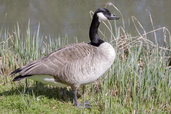 Canada Goose