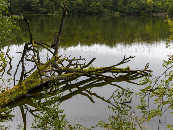 Old fallen tree trunk in the water