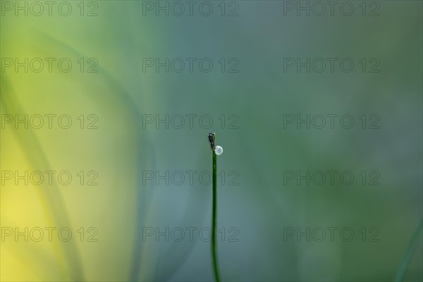 Egg with a freshly hatched swallowtail