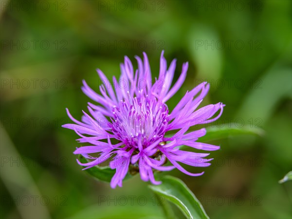 Brown knapweed