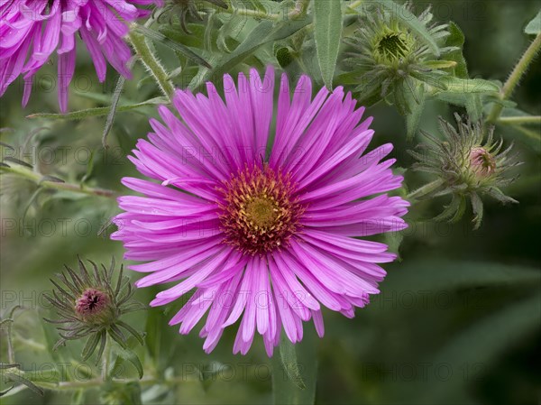 Autumn aster