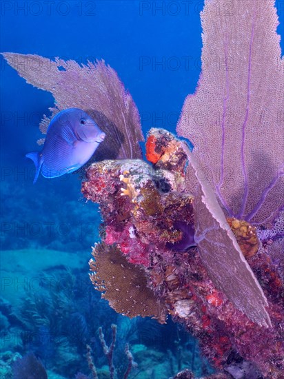 Atlantic blue tang