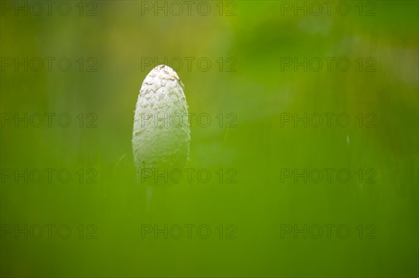 Shaggy ink cap