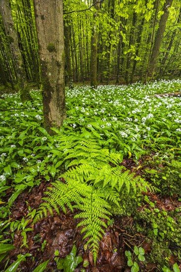 Blooming ramson