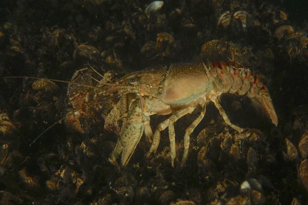 Crayfish