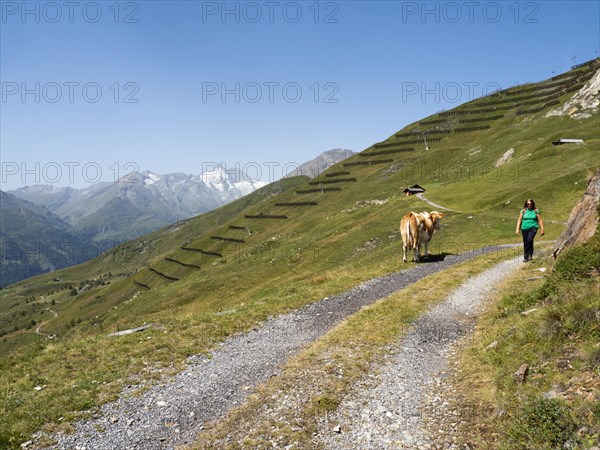 Hiker and cow on an alpine path