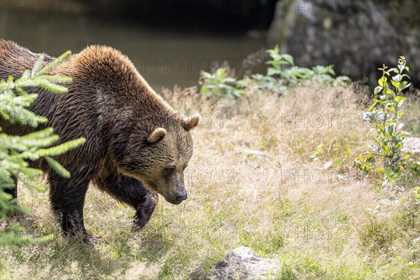 Brown bear in the animal enclosure