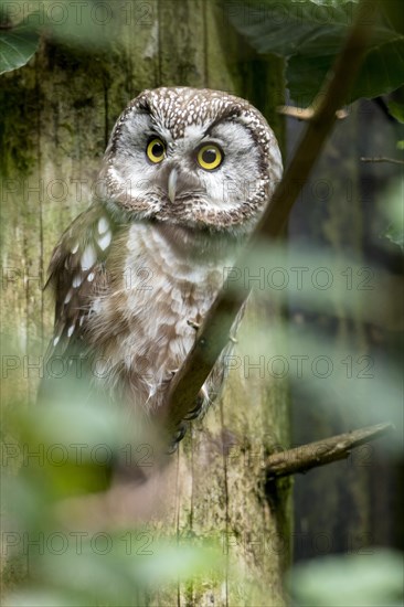 Rough-legged owl