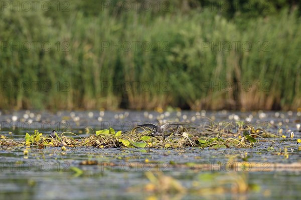 Black Tern