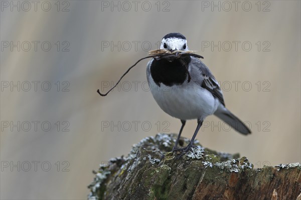 White wagtail