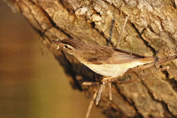 Reed Warbler