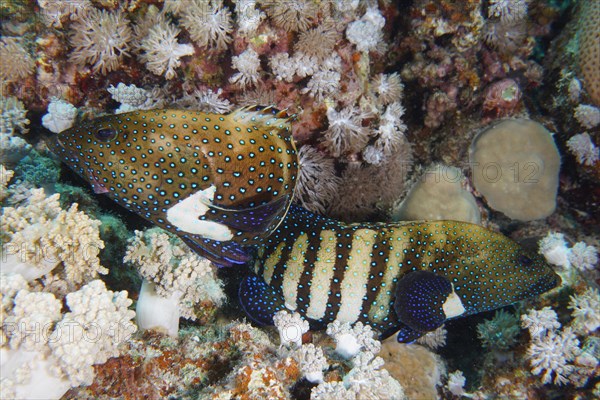 Pair of bluespotted grouper