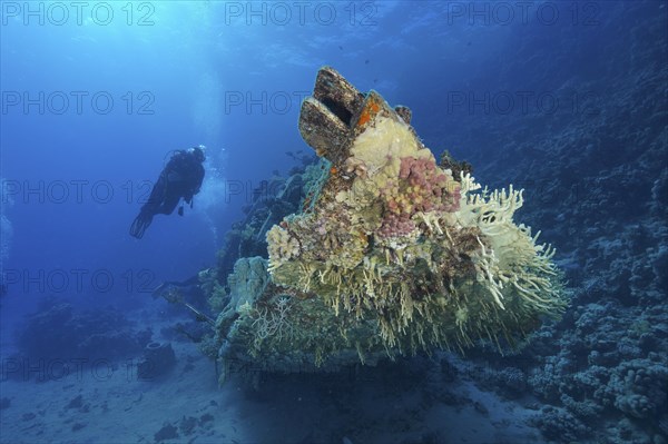 Wreck of sailboat overgrown with corals