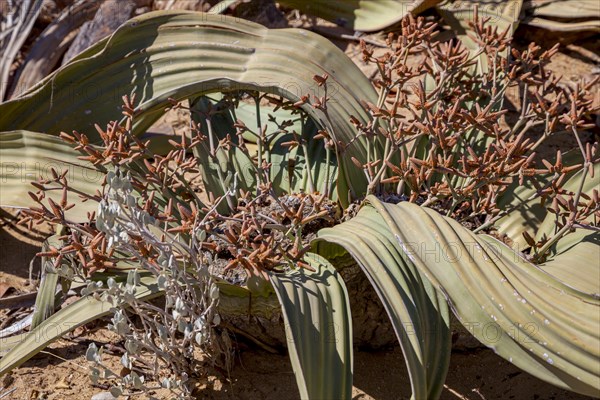 Welwitschia