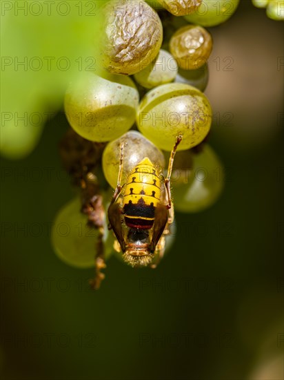 European hornet