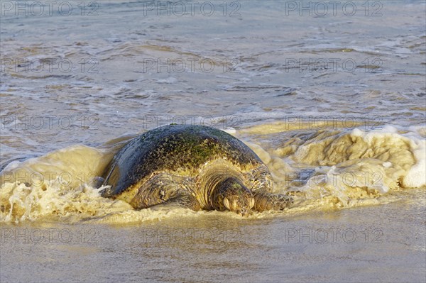 Leatherback turtle