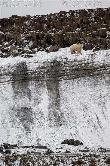 Polar bear