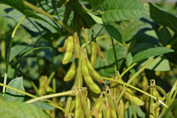 Soy beans in agricultural field in Europe
