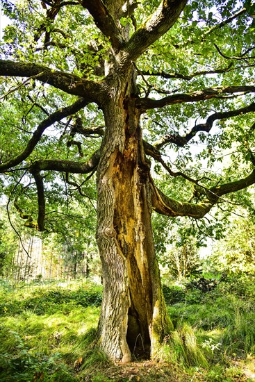 Old oak tree