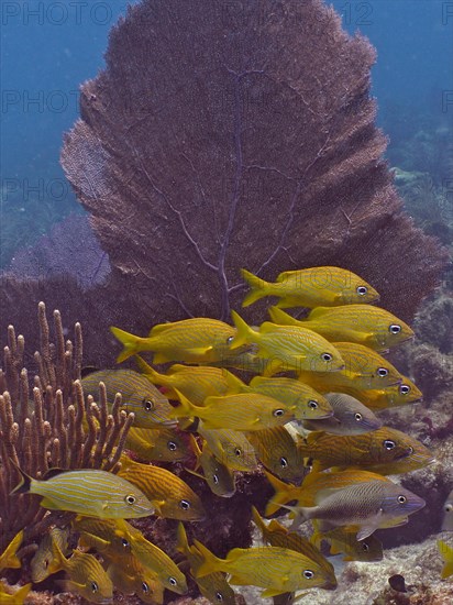 Group of french grunt