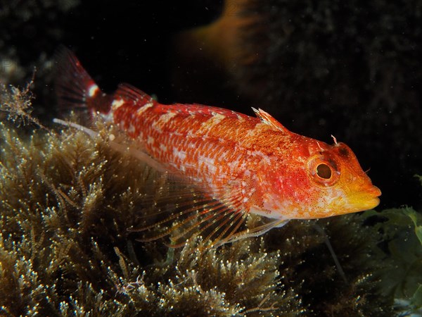 Black-faced blenny