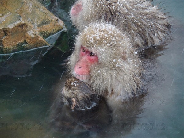 Three snow monkeys