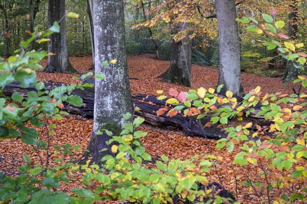 Beech forest in autumn