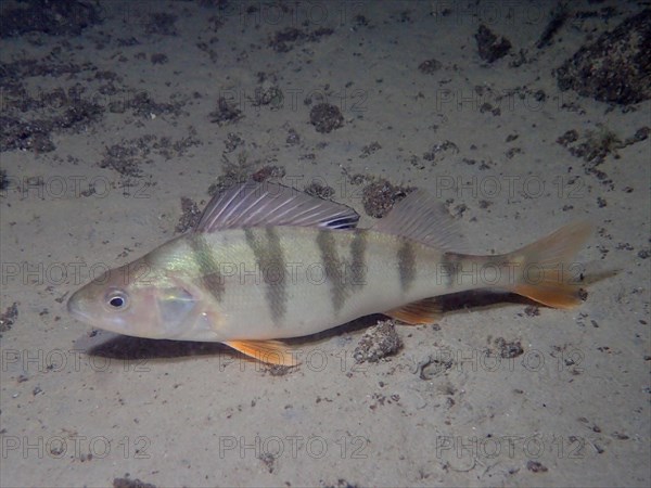 European perch