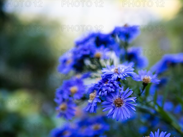 Autumn aster