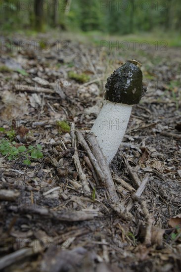 Common stinkhorn