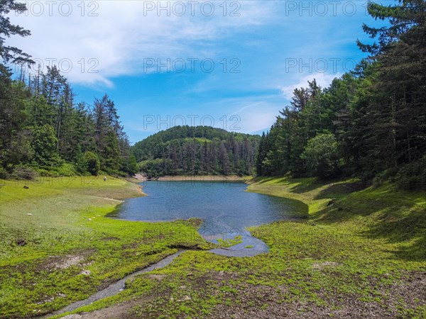 Arrival from the river to the lake with pine trees around it and some beautiful little beaches. Aerial drone view of the reservoir in summer