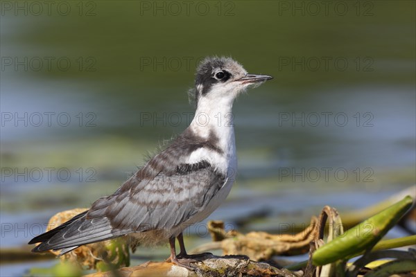 Black Tern