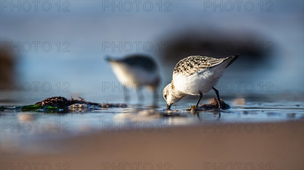 Sanderling