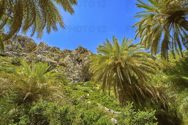 Upshot of Preveli palm forest