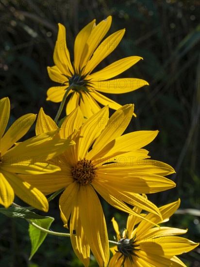 Jerusalem artichoke