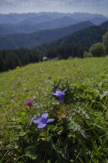 Fringed gentian in a meadow in the Brauneck region