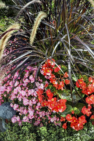 Gravestone with begonias