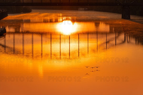 Migratory birds fly on the Main towards the rising sun