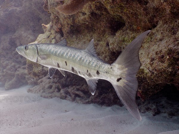 Great barracuda