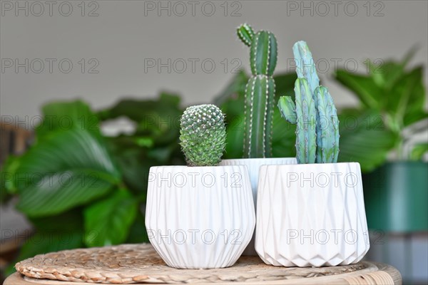 Small cacti houseplants in flower pots on table in living room