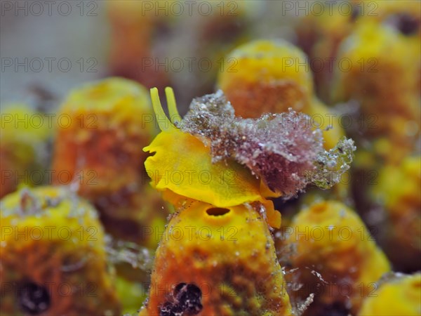 Gold sponge snail